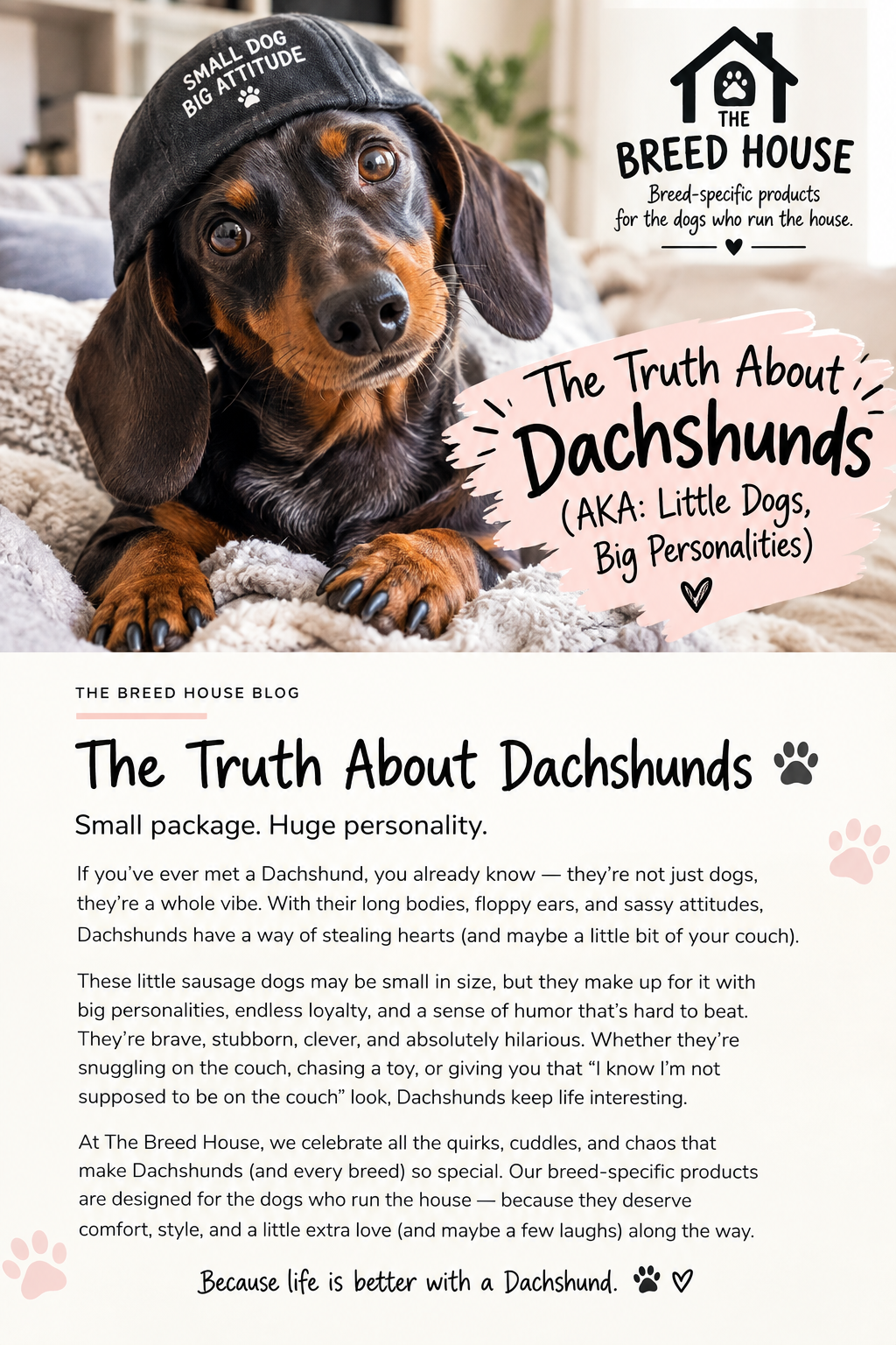 The Truth About Dachshunds: Small Dog, Big Personality 🐾